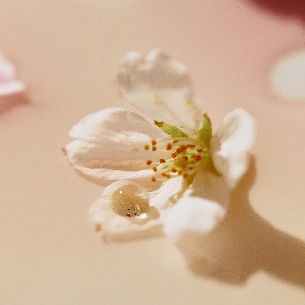 OSULLOC Cherry Blossom Blended Tea, 2.5g×10 Tea Bags 25g