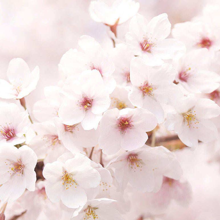 INNISFREE  Cherry Blossom Glow Jelly Cream 50m