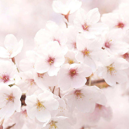 INNISFREE  Cherry Blossom Glow Jelly Cream 50m
